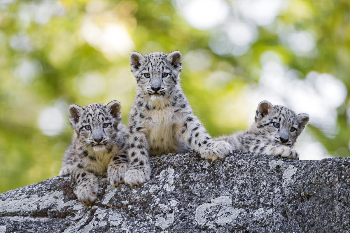 Free screensaver kittens, snow leopard