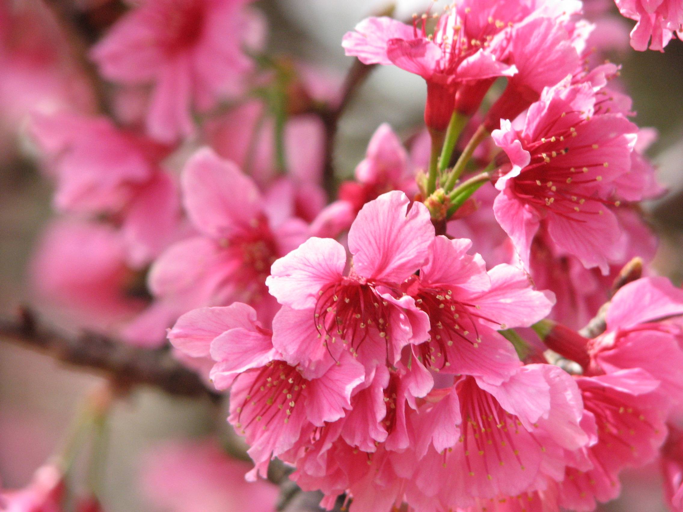 Wallpapers branch the flowering pink flowers on the desktop