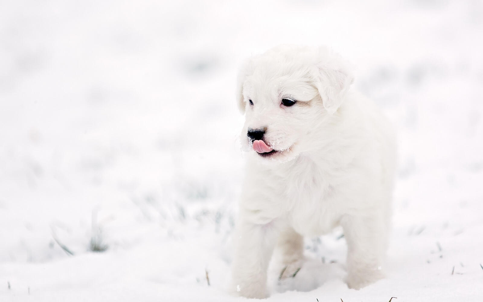 Wallpapers snow muzzle puppy on the desktop
