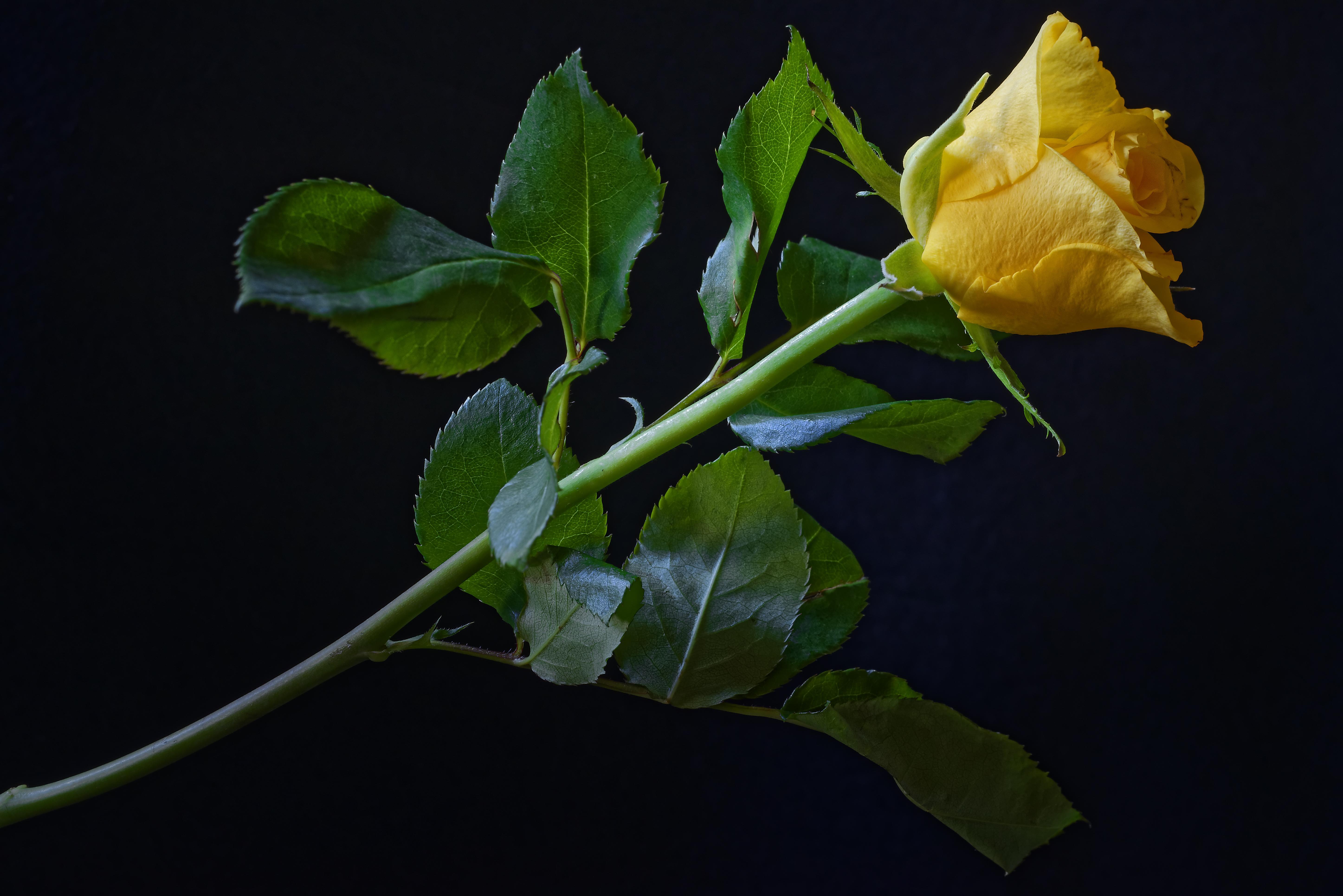 Обои флора цветок желтая роза на рабочий стол