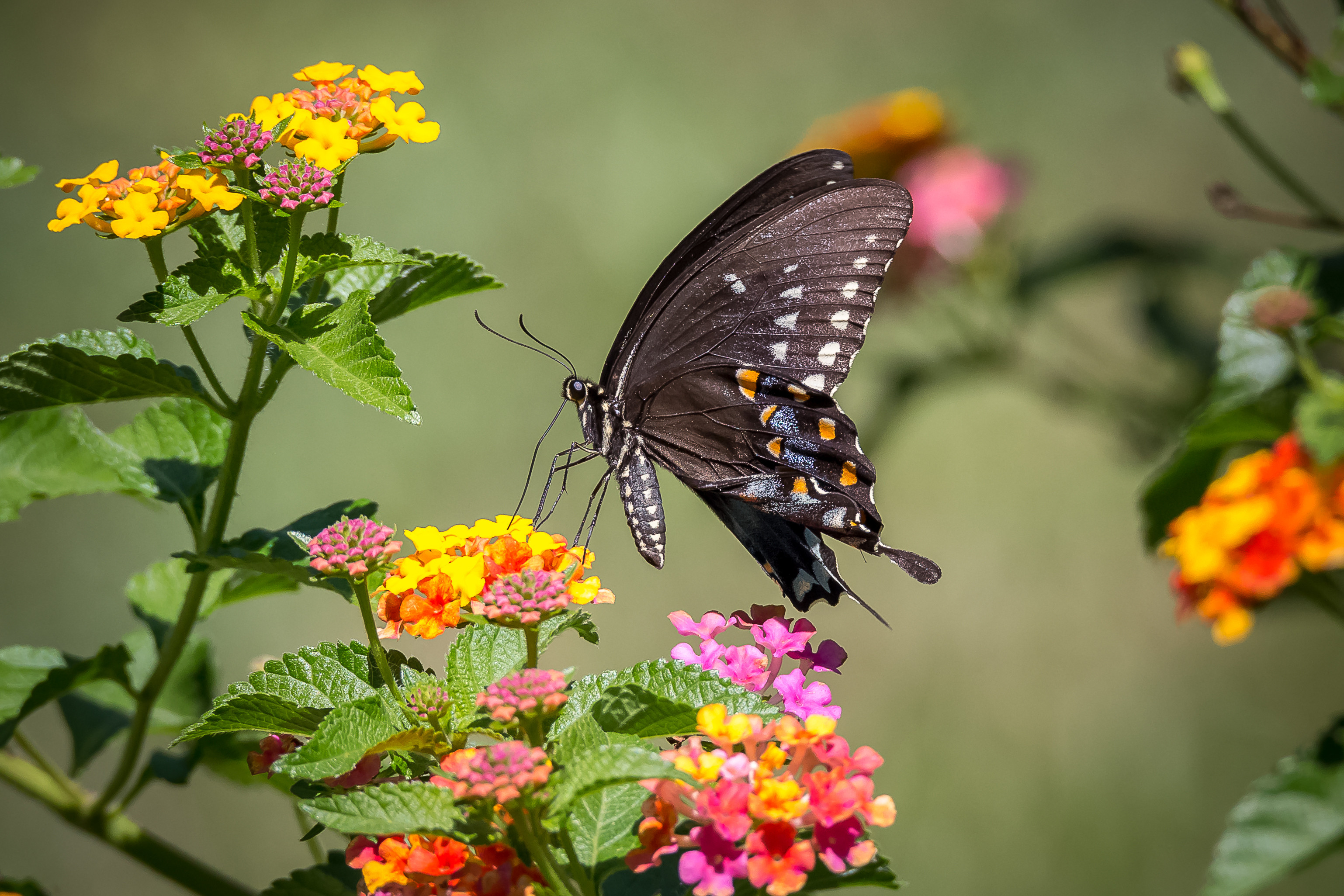 Фото бесплатно бабочка, бабочка на цветке, флора