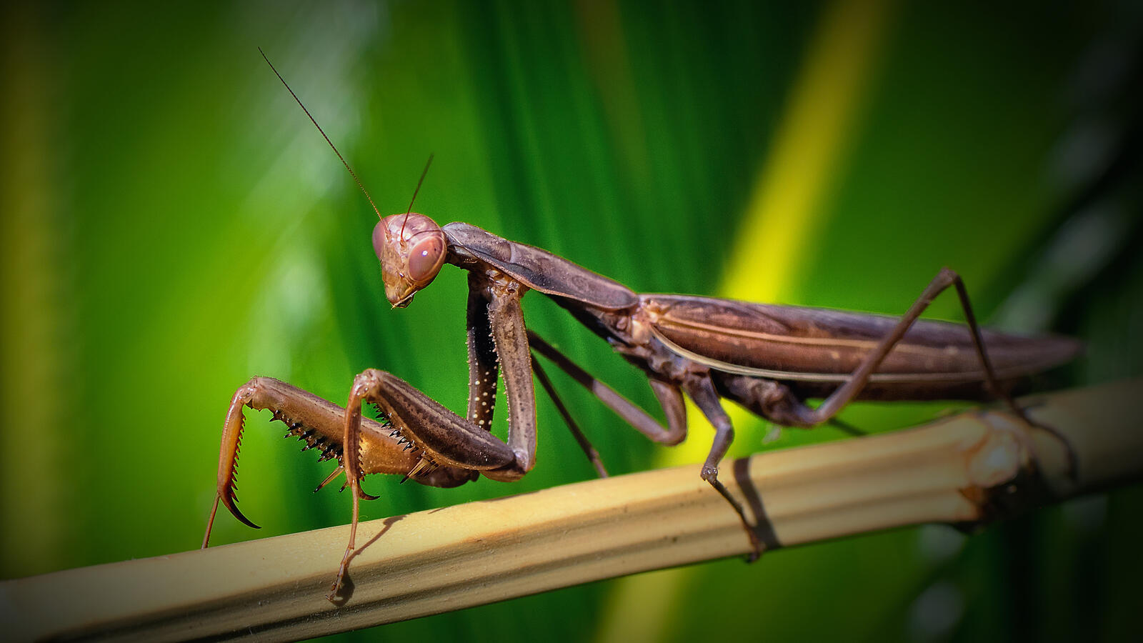 Wallpapers mantis bamboo insect on the desktop