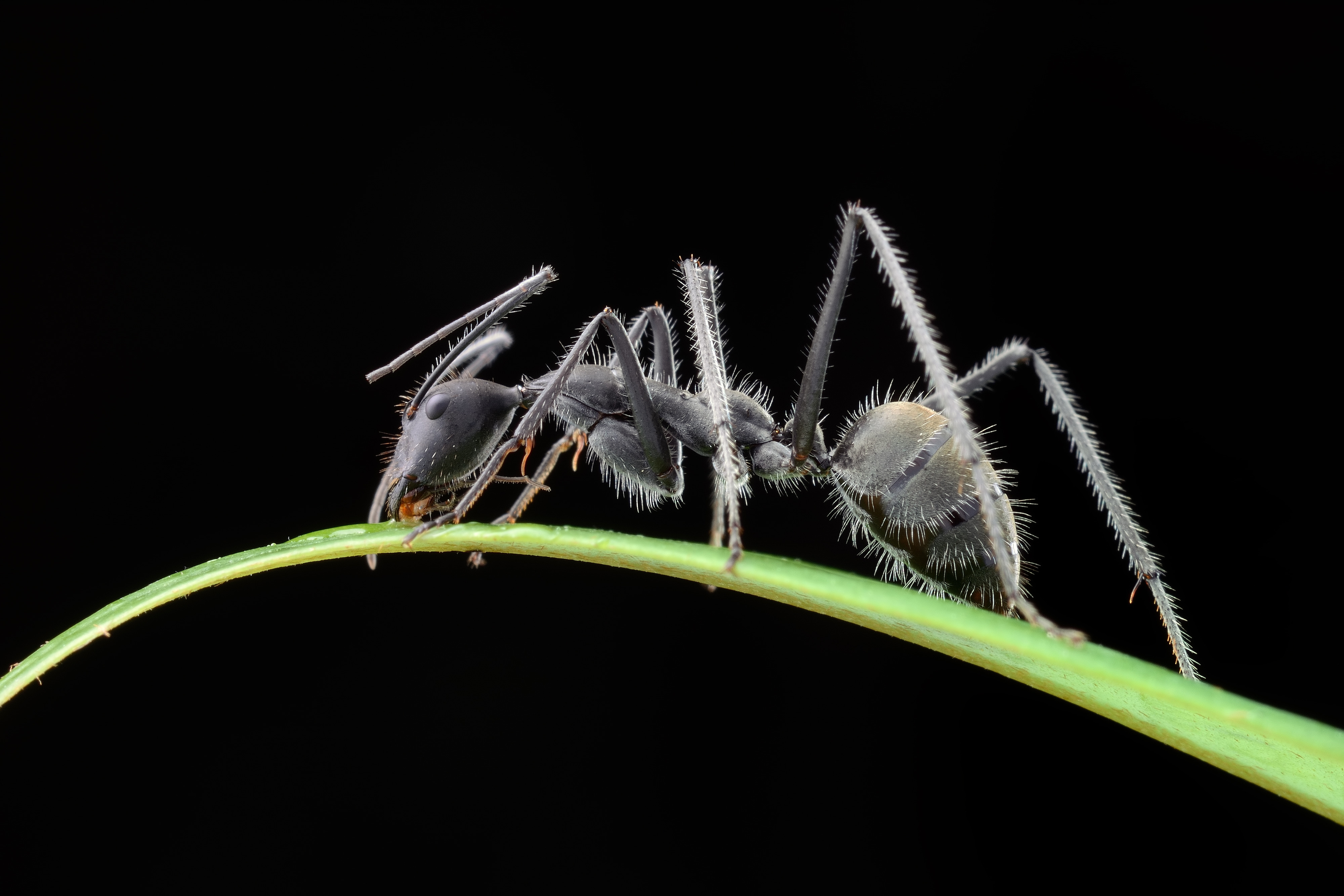 макро муравей лапы бесплатно