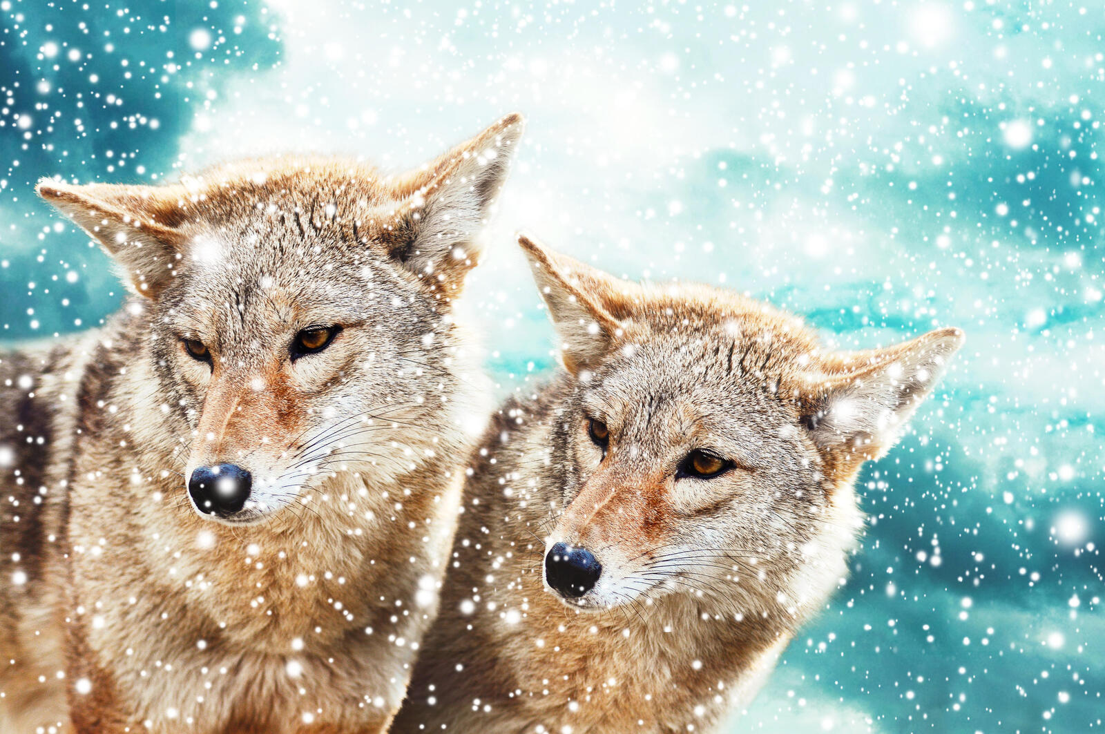 Wallpapers predators wolves snow on the desktop