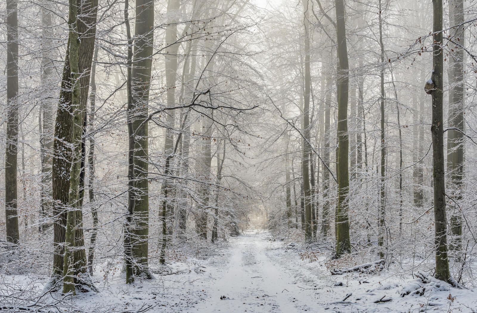 Wallpapers road road in the snow forest on the desktop