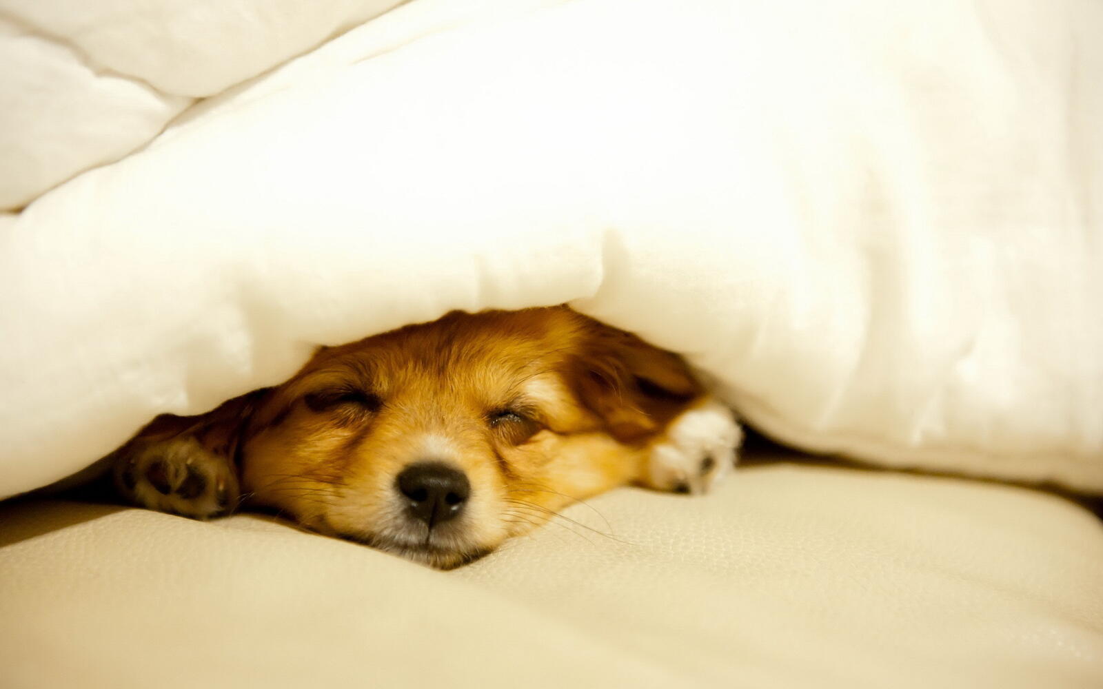 Обои постель одеяло собака на рабочий стол