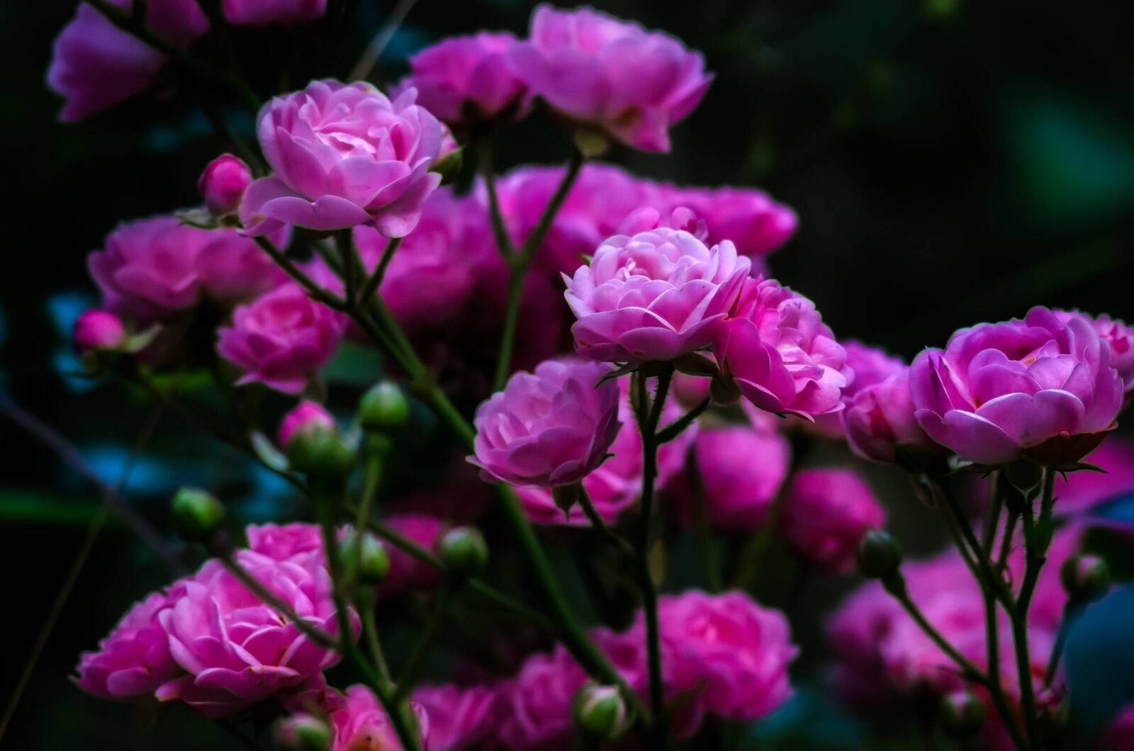 Обои букет розовых роз роза цветы на рабочий стол