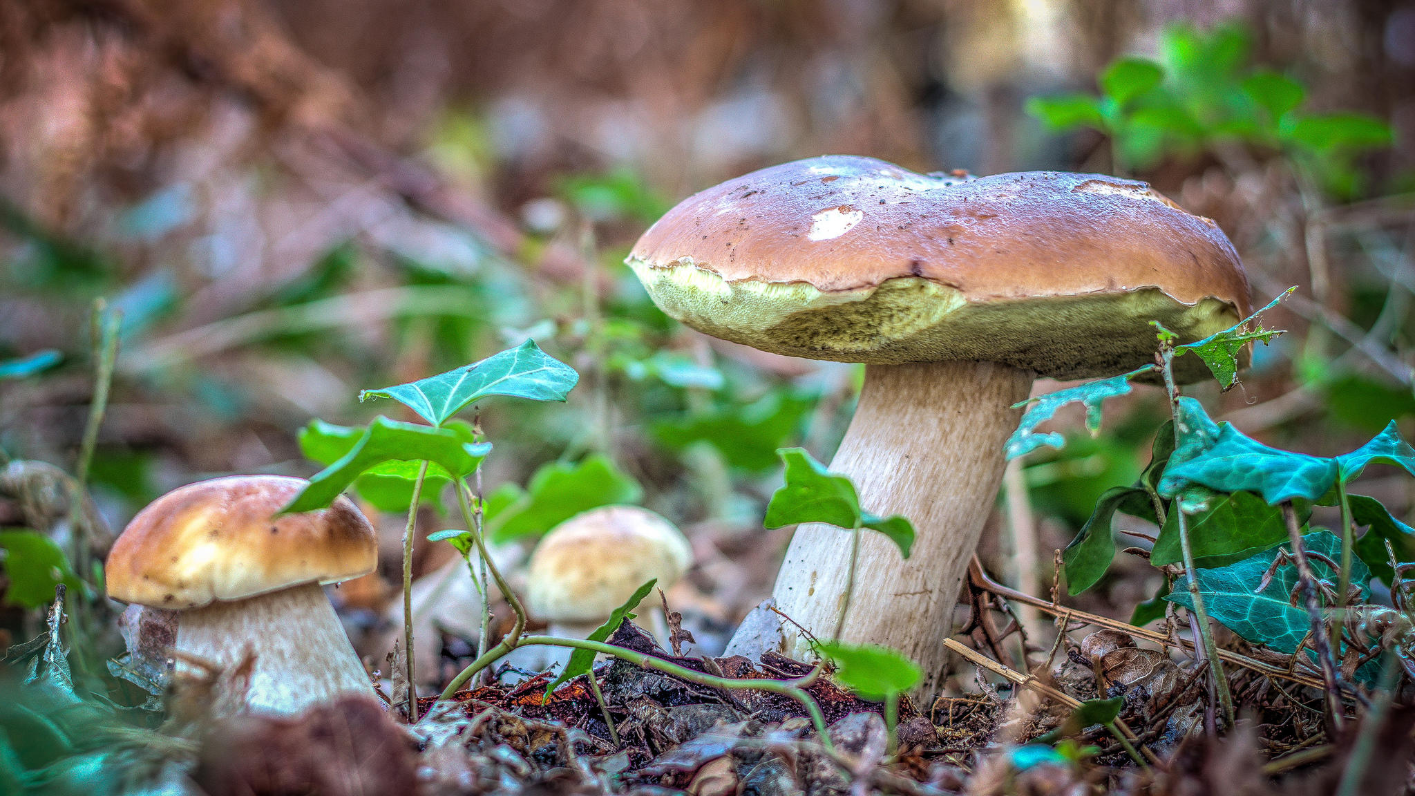 Фото бесплатно гриб, грибы, белый