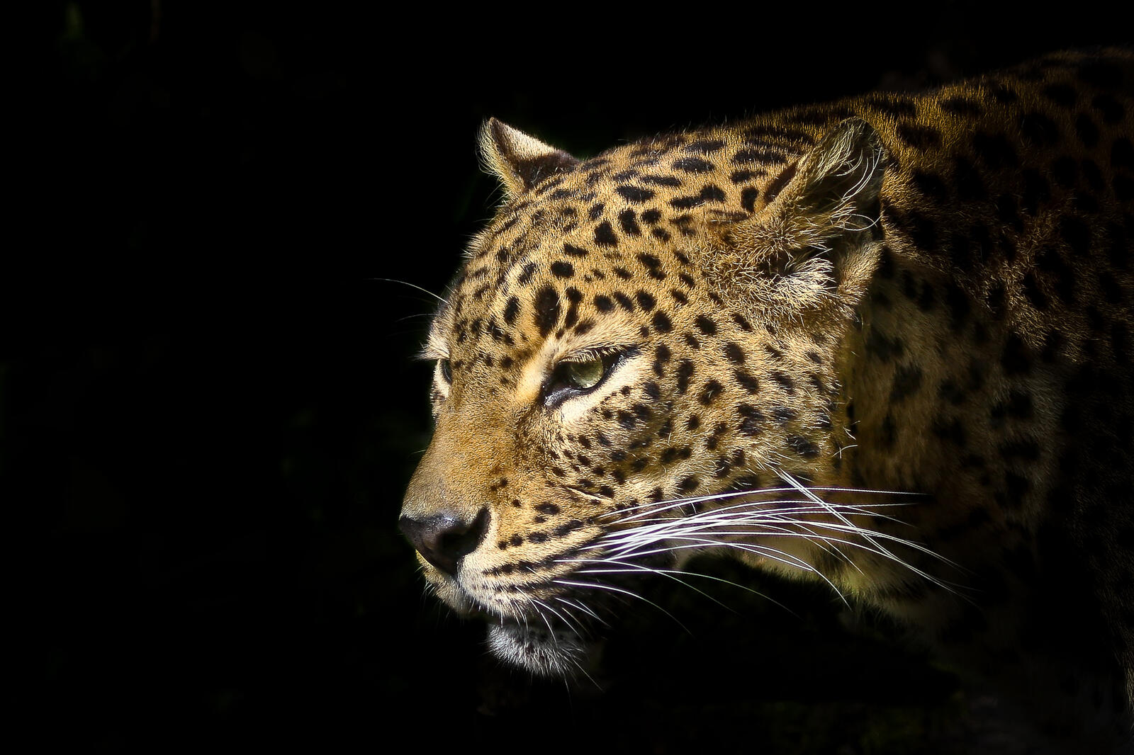 Wallpapers wild cat leopard predatory cat on the desktop