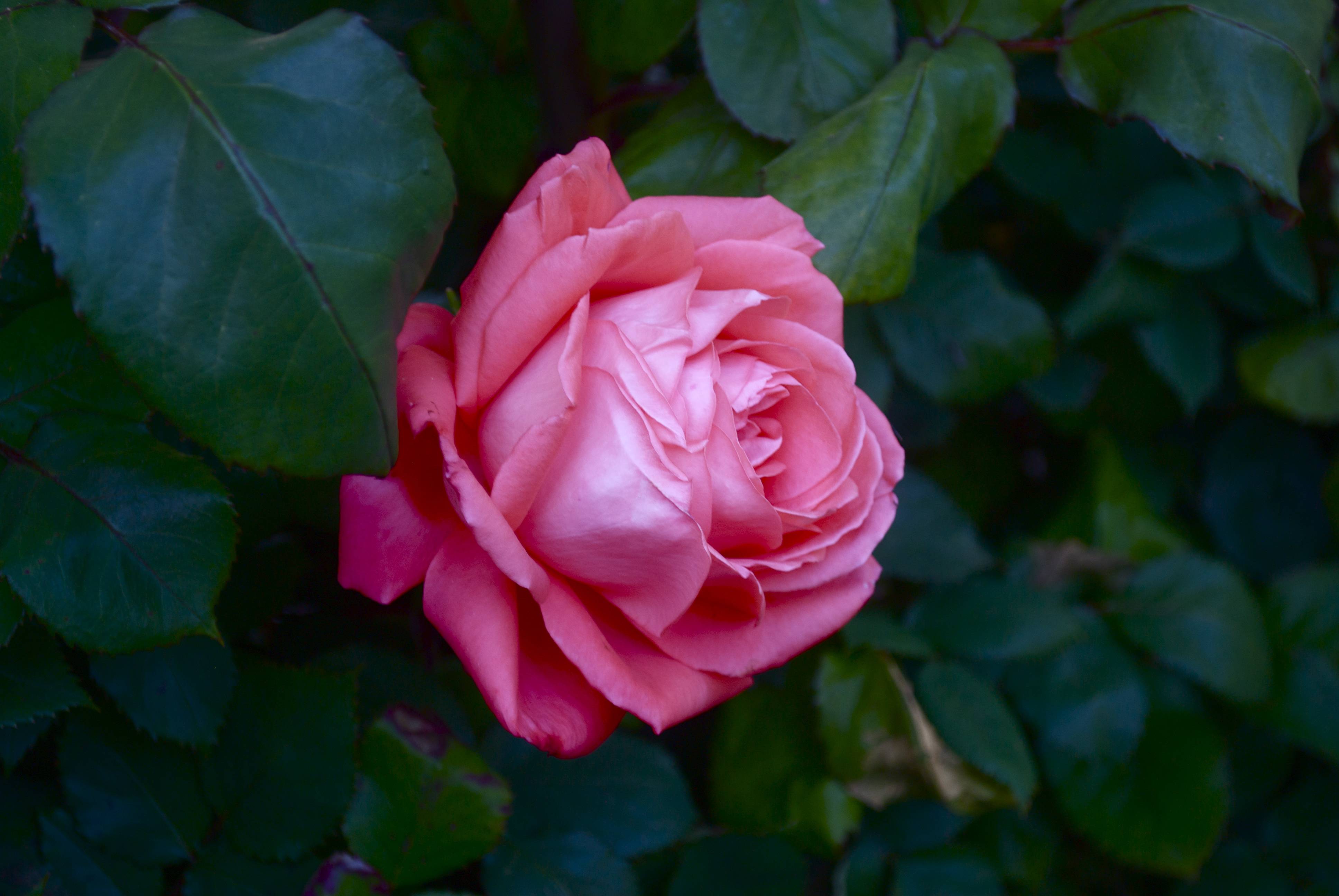 Фото бесплатно одинокая роза, розы, роза