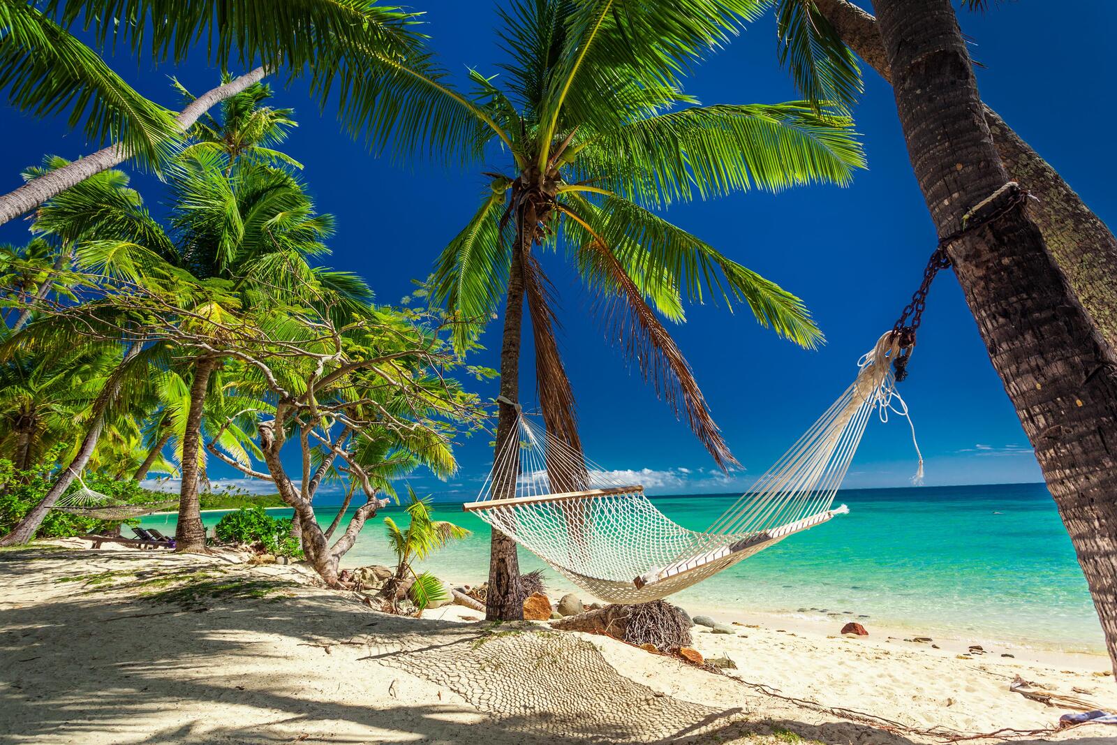Wallpapers hammock palm trees beach on the desktop
