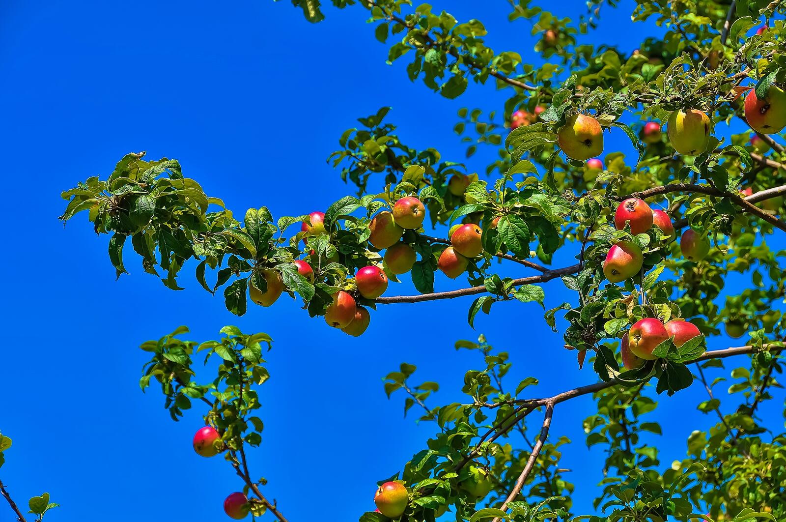 Wallpapers apple apples branches on the desktop