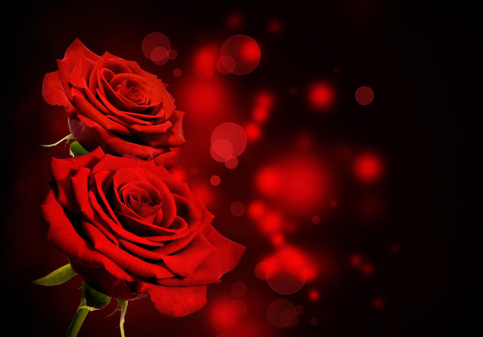 Wallpapers rose red bouquet red roses on the desktop