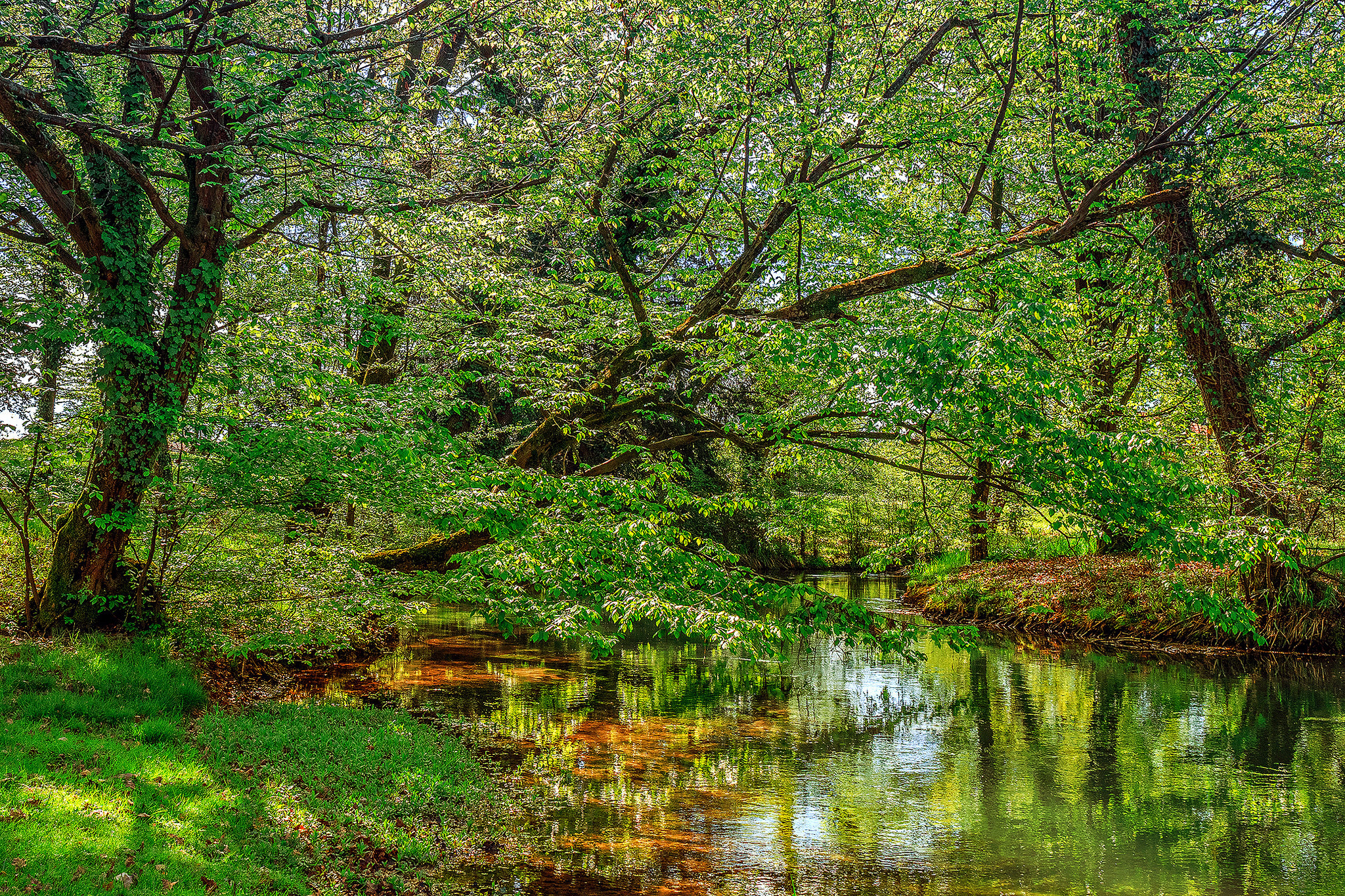 Фото бесплатно зеленая листва, река в лесу, зеленые листья