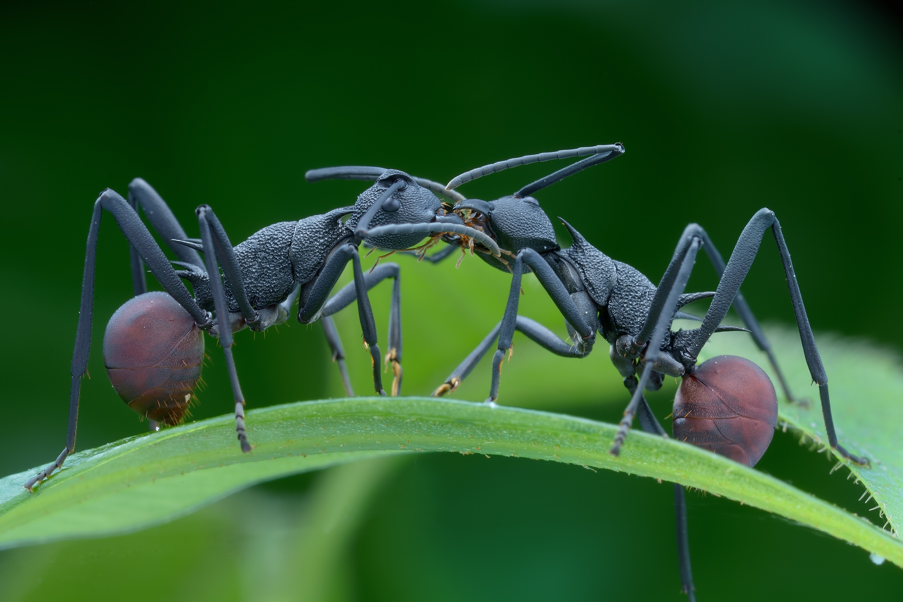 Обои Муравей насекомое муравьи на рабочий стол