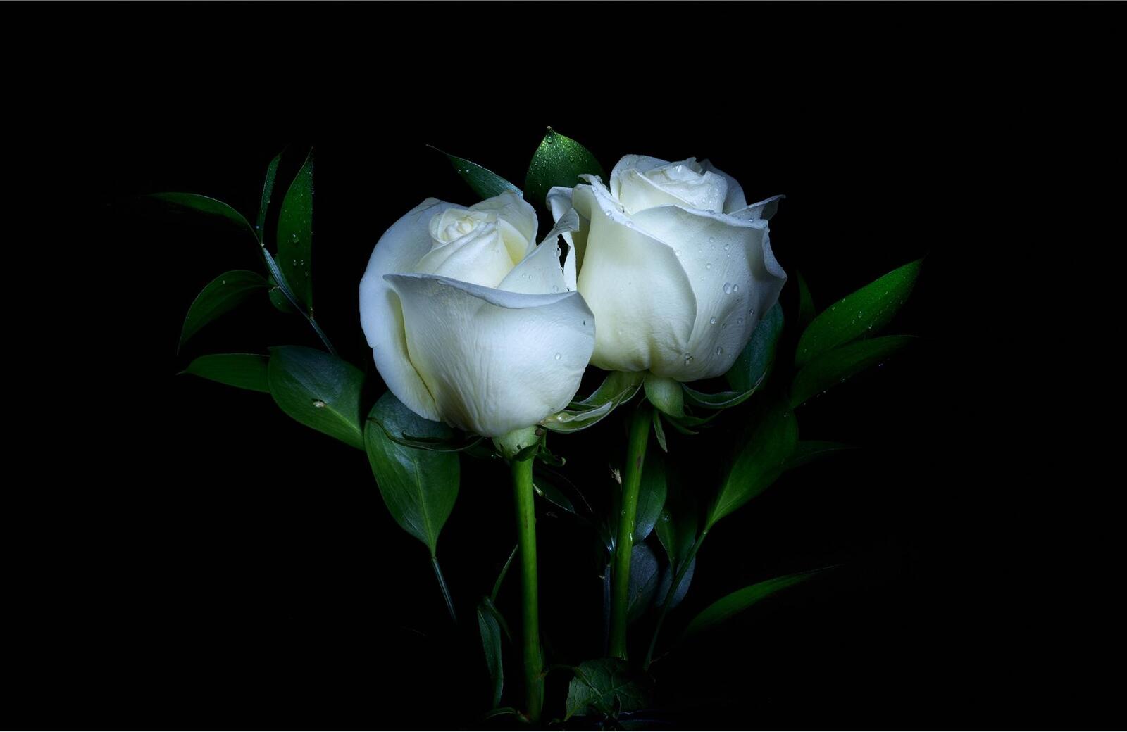 桌面上的壁纸植物群 白花 白玫瑰