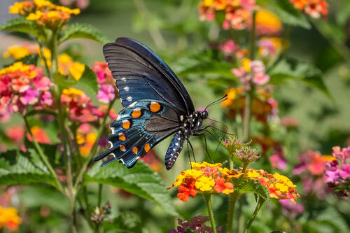 自由花，蝴蝶 - 照片是美丽的