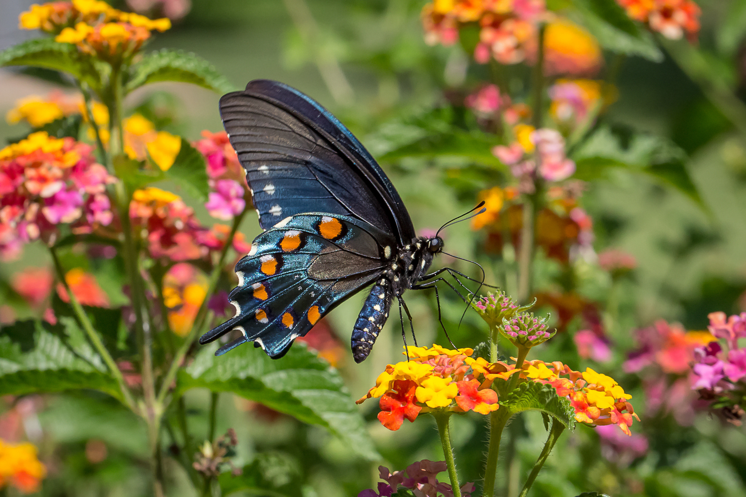 免费照片自由花，蝴蝶 - 照片是美丽的
