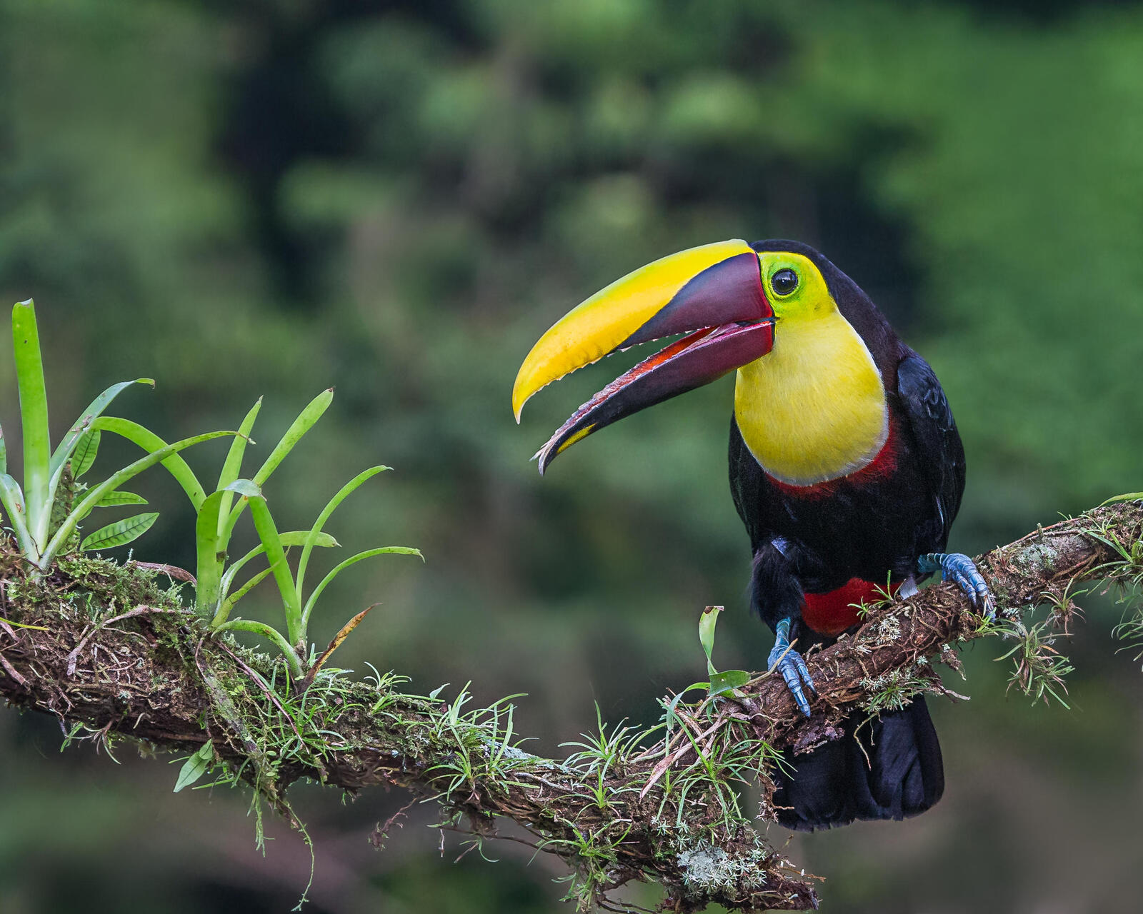 Обои Тукан Коста-Рика птица на рабочий стол