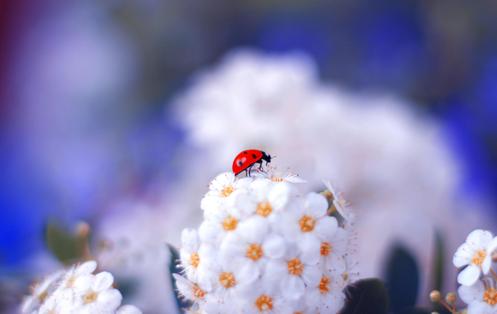 Wallpapers plant macro insects on the desktop