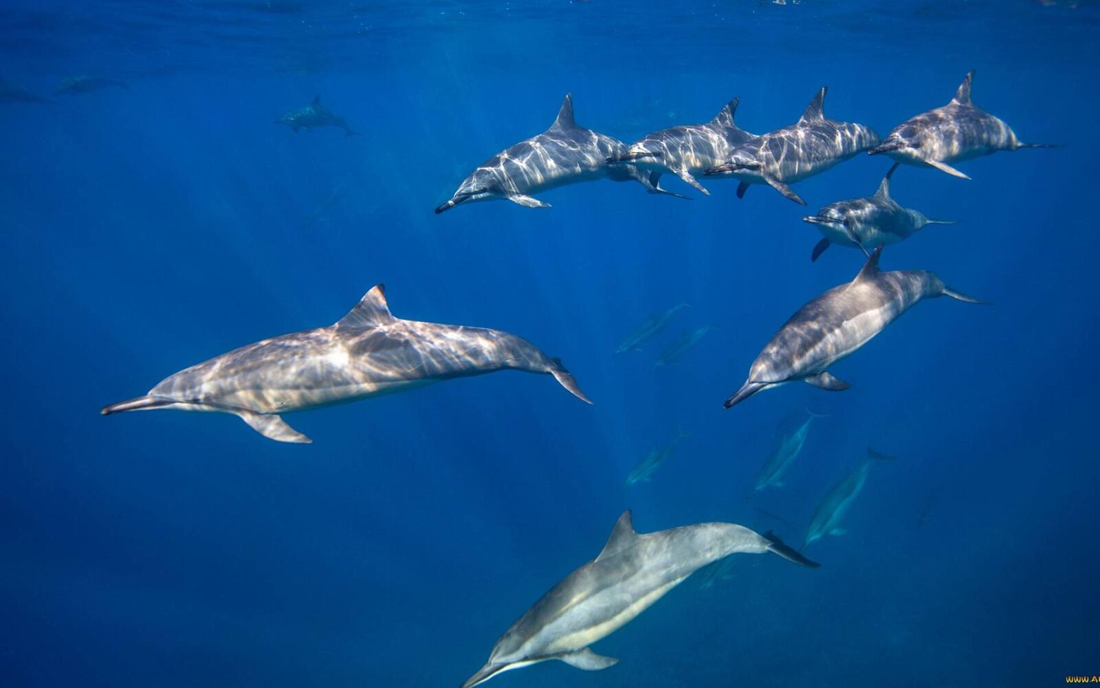 Обои хвосты океан дельфины на рабочий стол