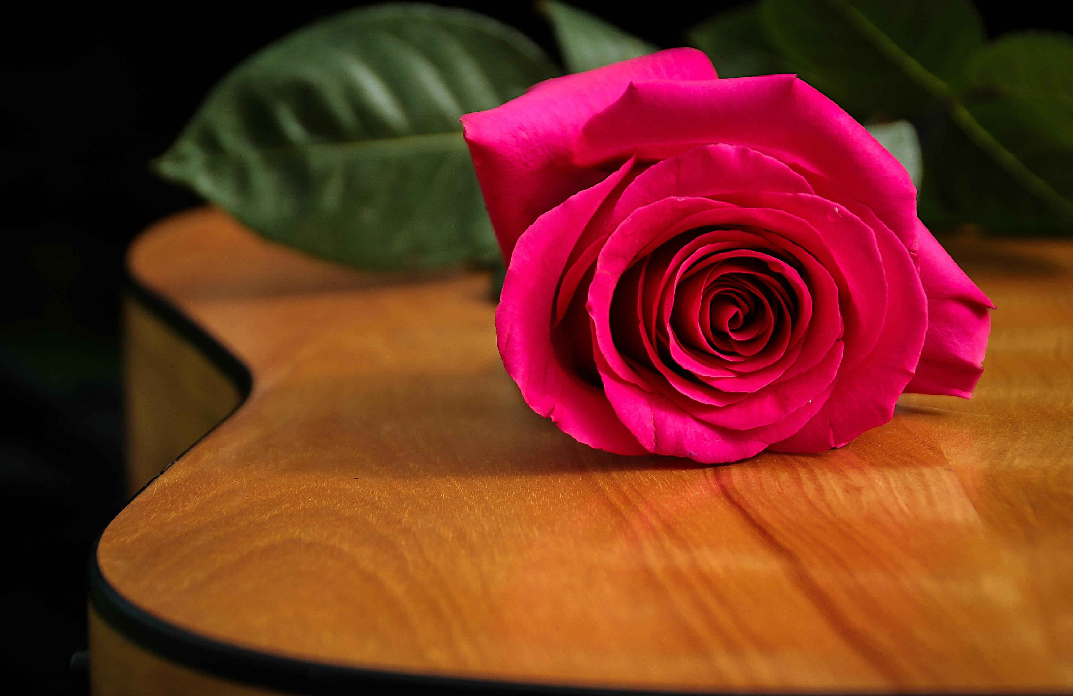 Обои цветок гитара роза на рабочий стол