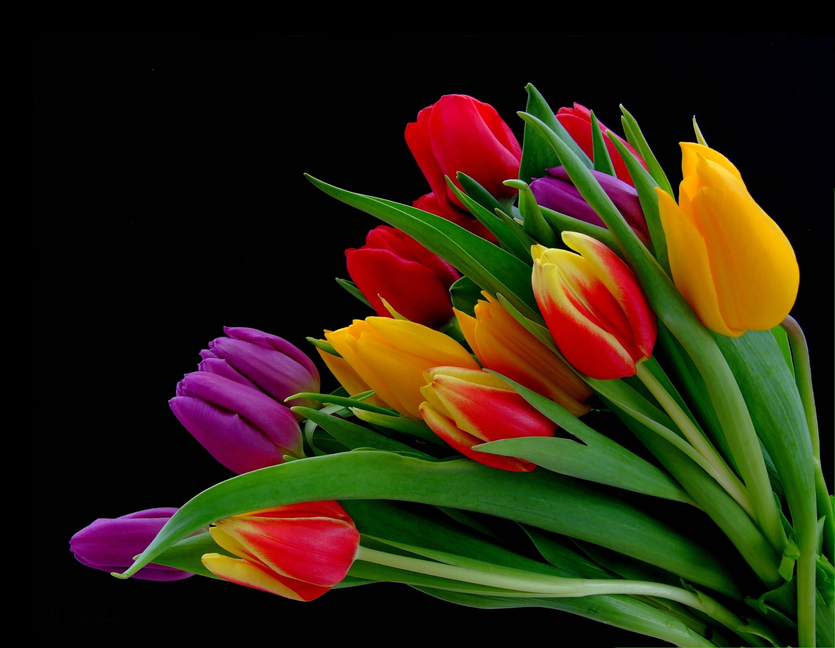 Wallpapers tulip flowers bouquet on the desktop