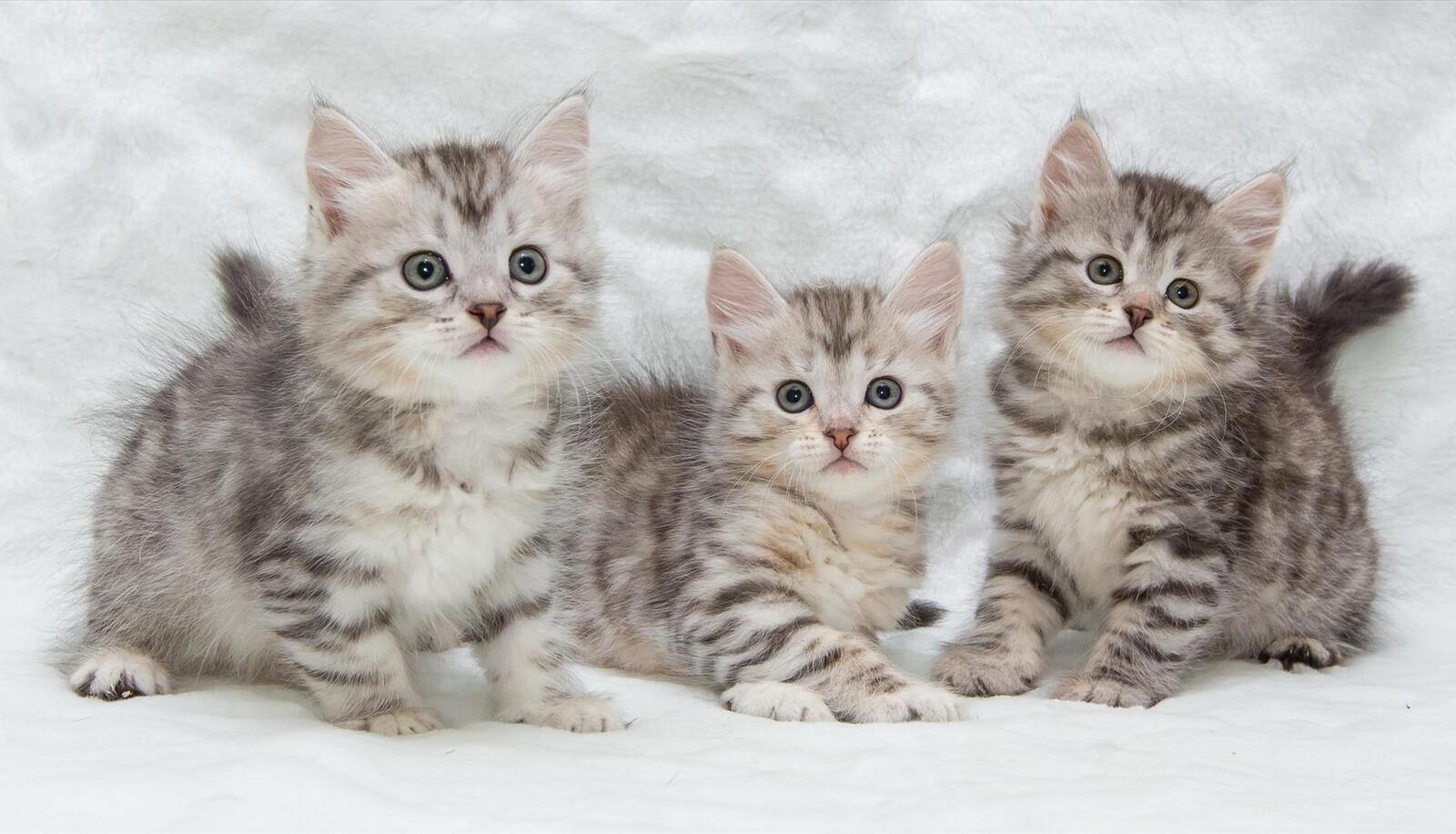 Wallpapers kittens kids trio on the desktop