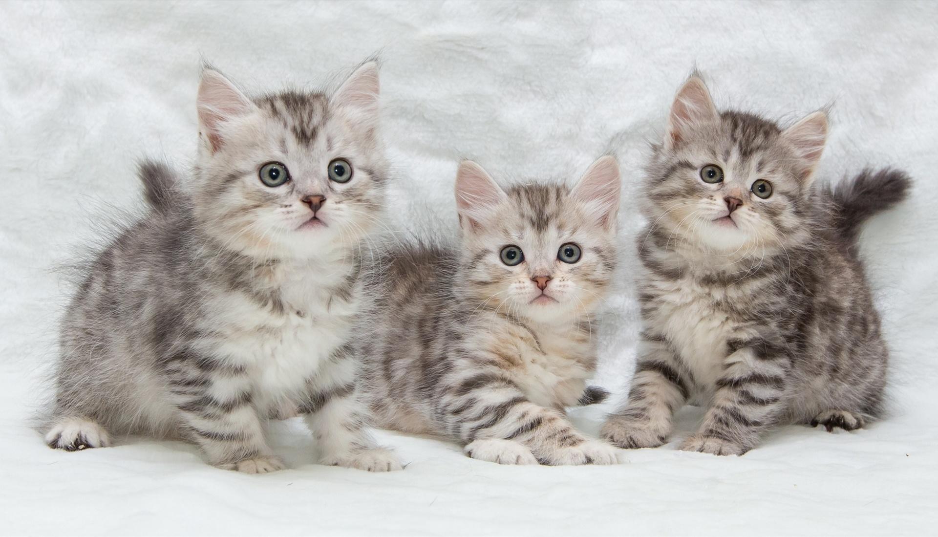 Фото бесплатно котята, малыши, трио