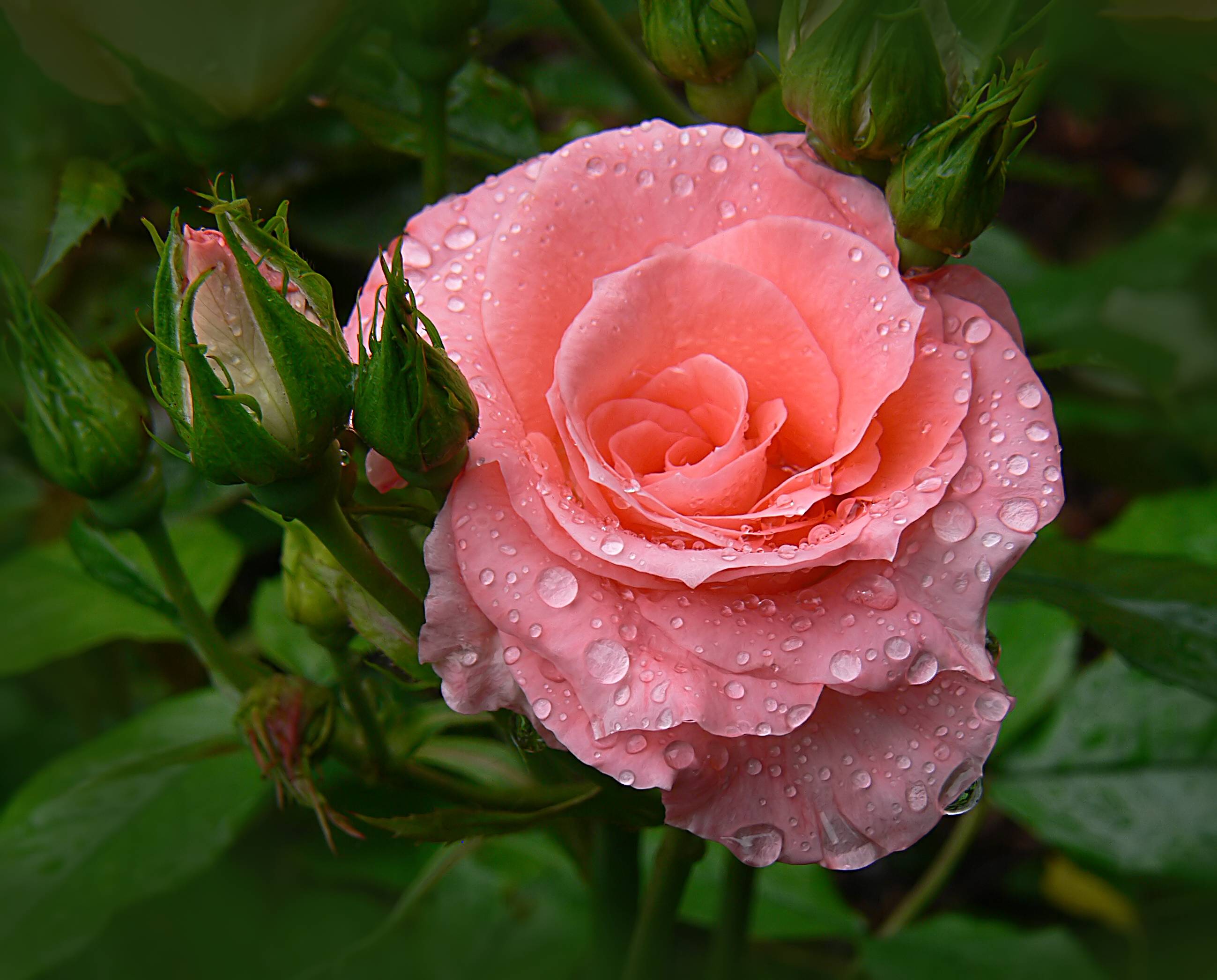 Фото бесплатно розовые бутоны, капли росы, флора