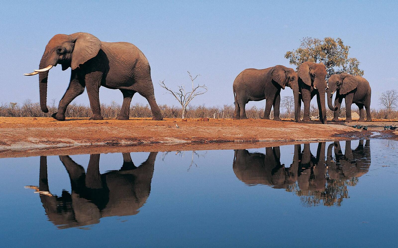Wallpapers elephants ears trunks on the desktop