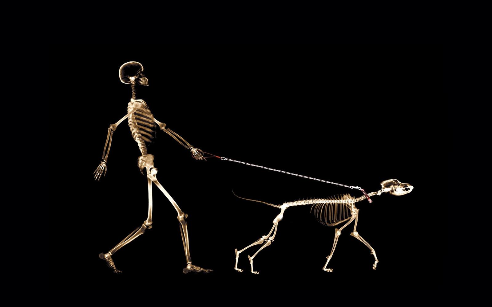 Wallpapers leash x-ray man on the desktop
