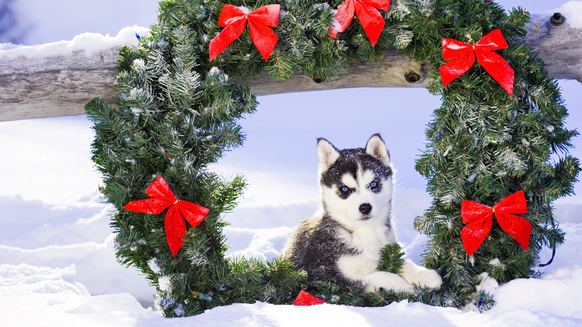 Wallpapers christmas christmas wreath dog on the desktop