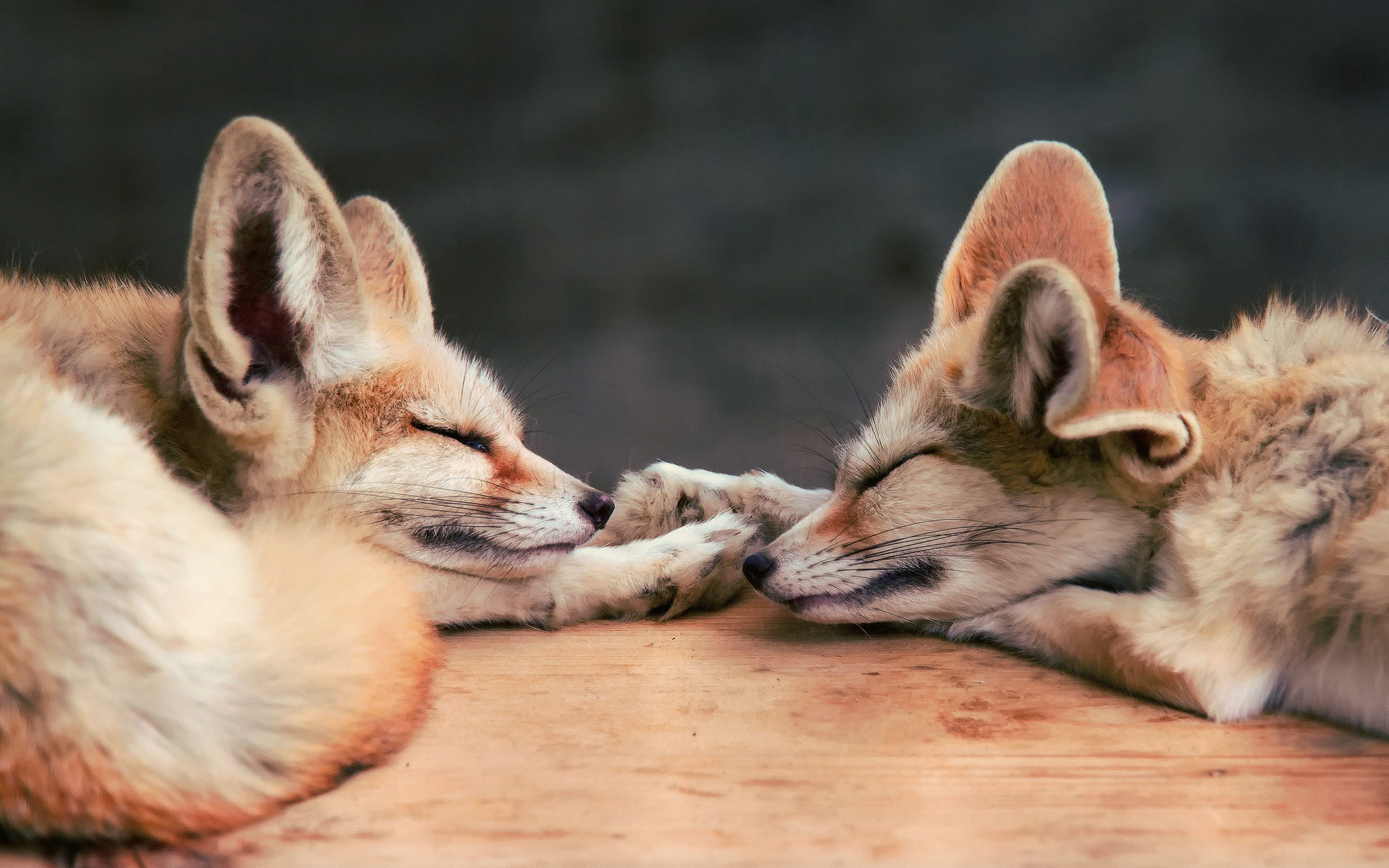 Wallpapers foxes two wooden on the desktop