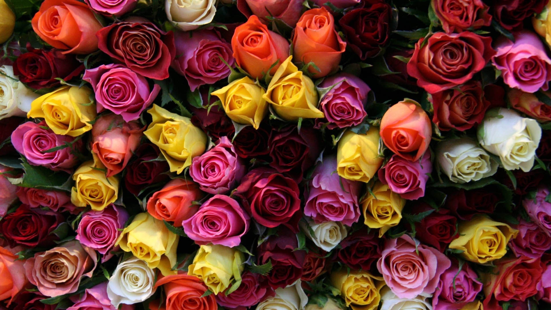桌面上的壁纸玫瑰 不同颜色 花蕾