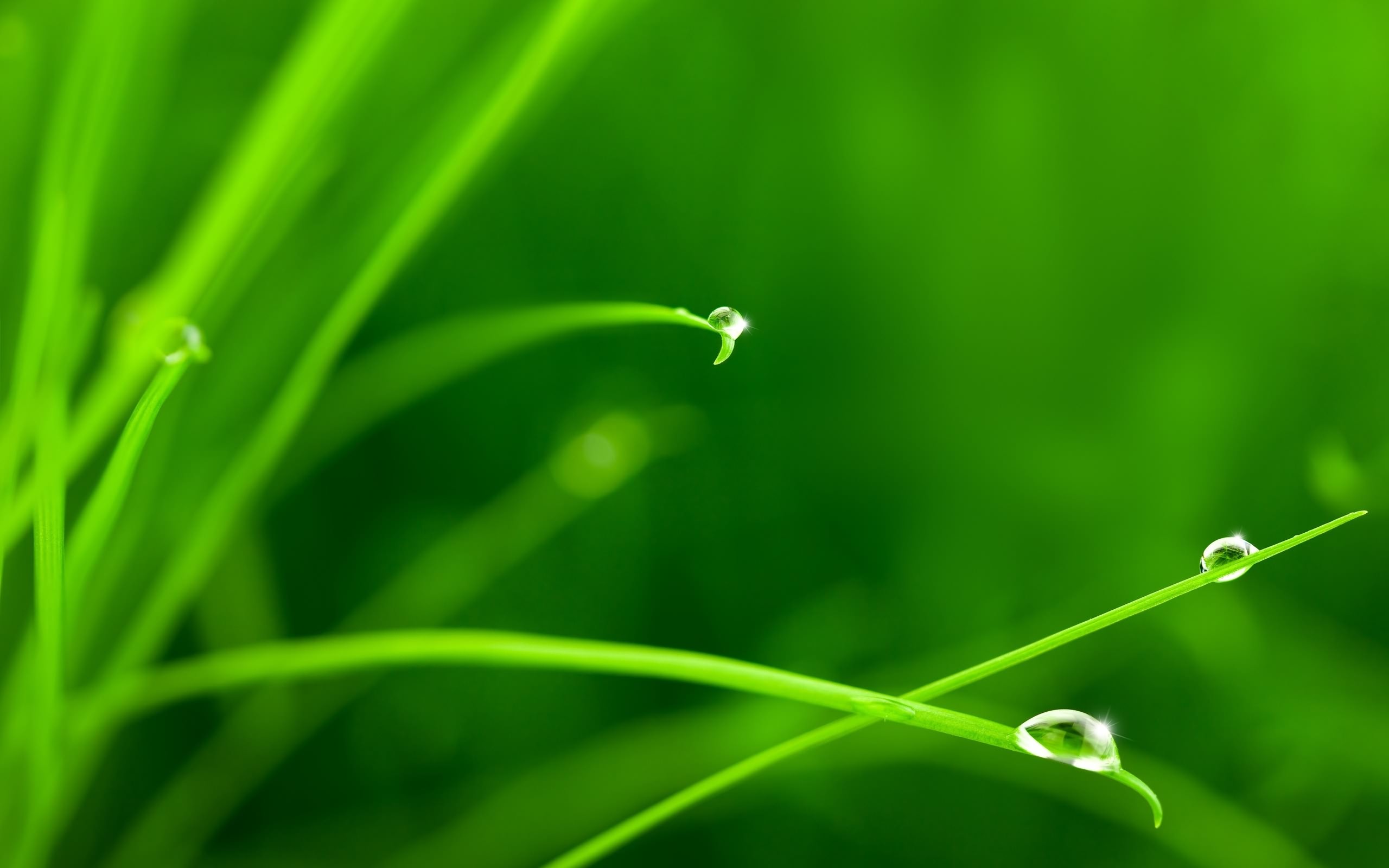 Photo free grass, green, drops