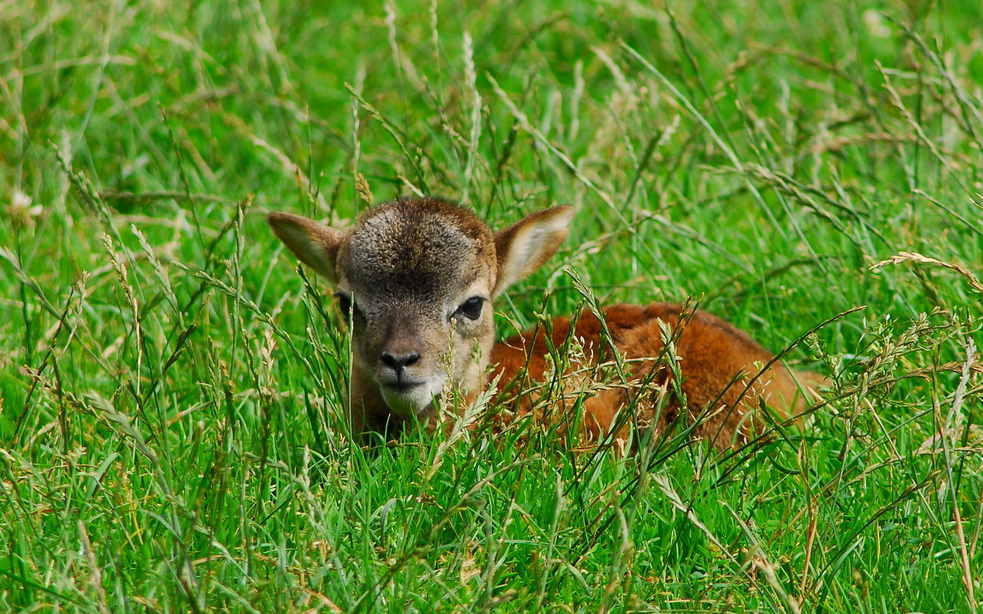 Фото бесплатно зверь, детеныш, трава
