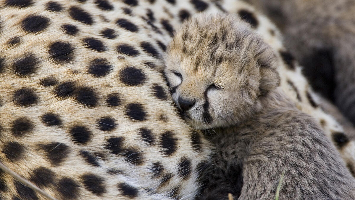 A cheetah kitten fell asleep on her mom.