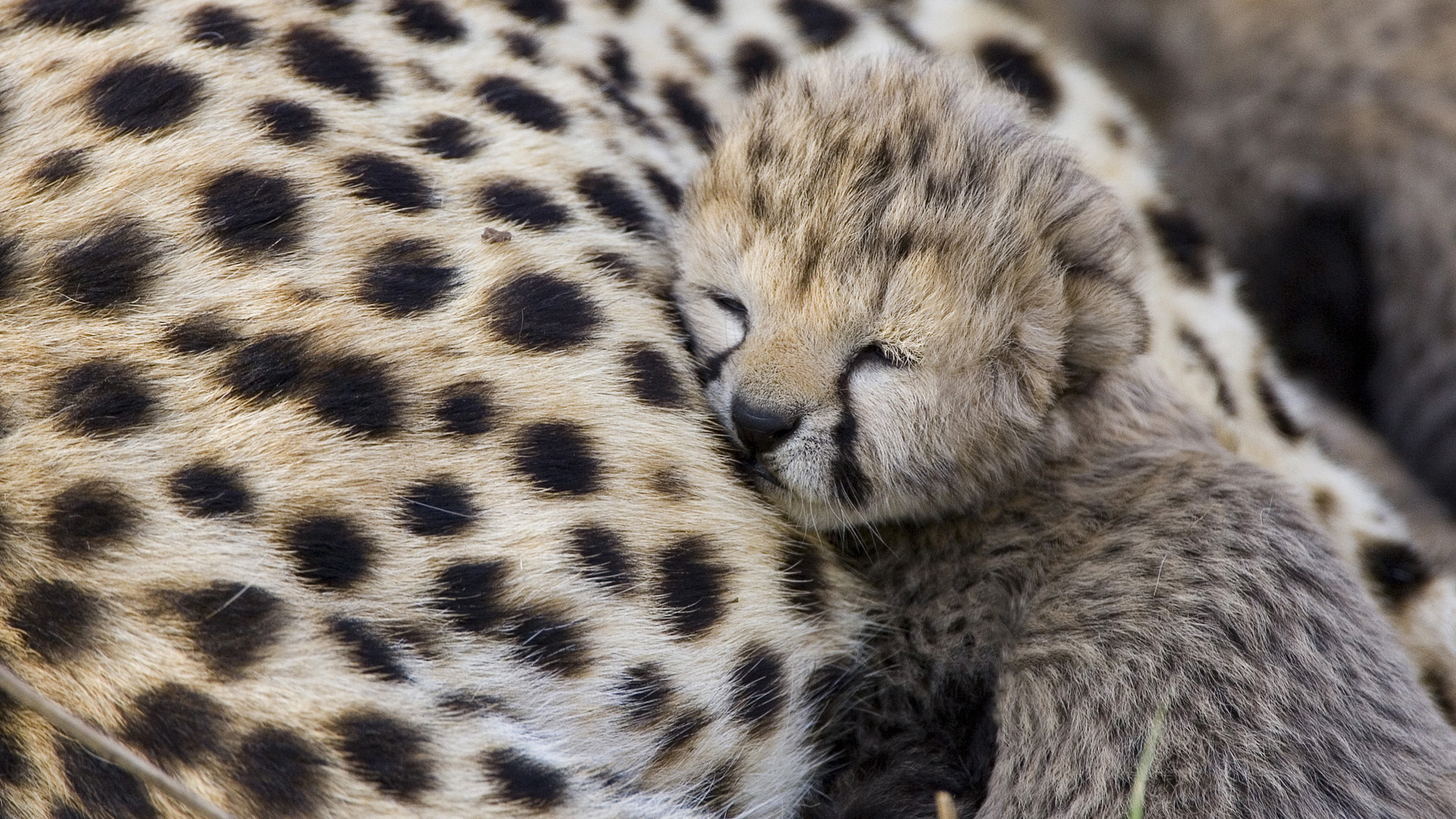 Free photo A cheetah kitten fell asleep on her mom.