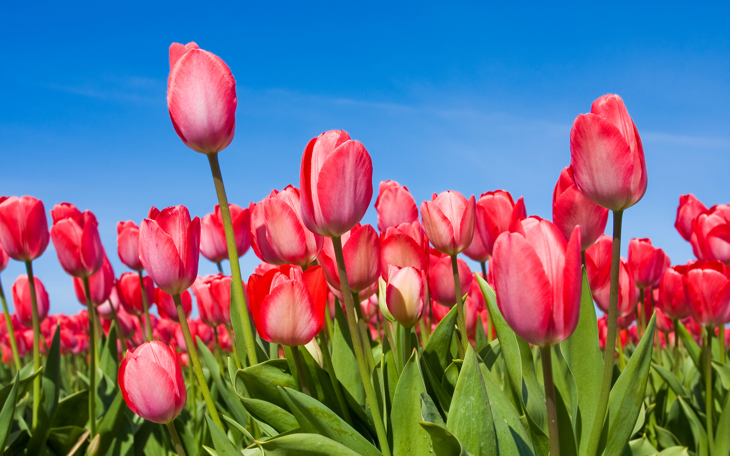 Обои весна небо tulips на рабочий стол