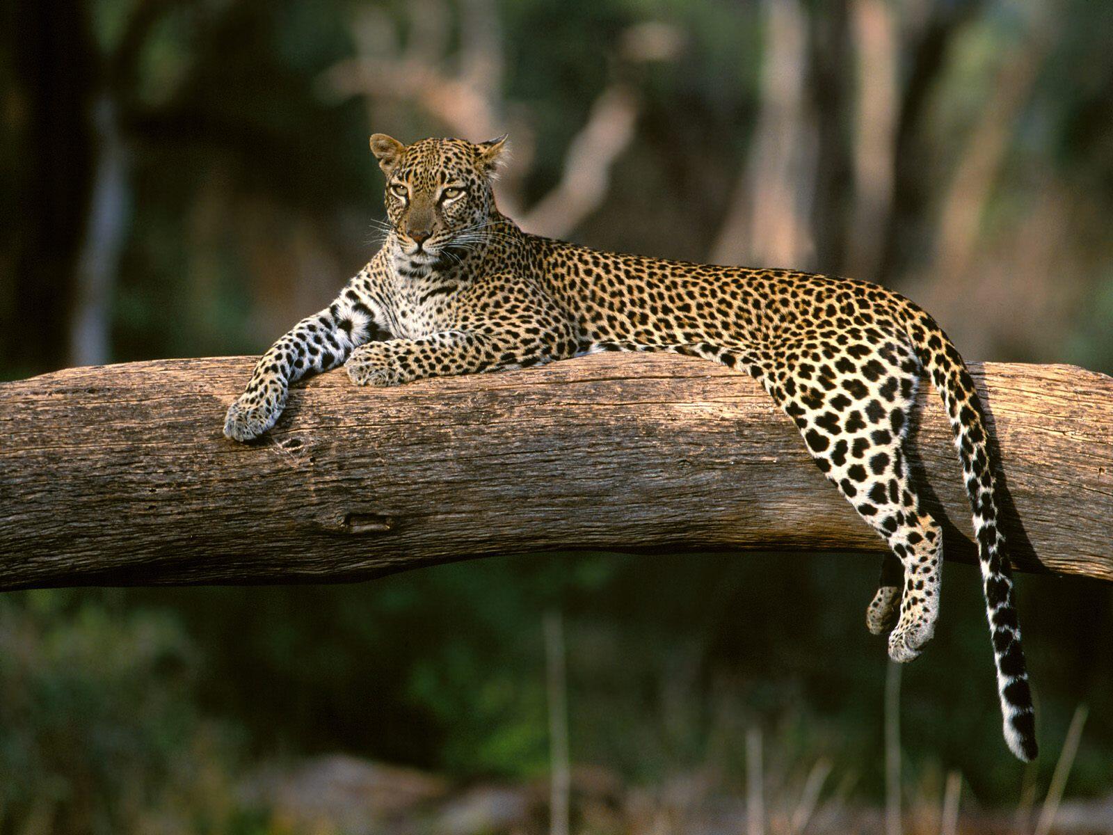 Wallpapers leopard resting fallen tree on the desktop