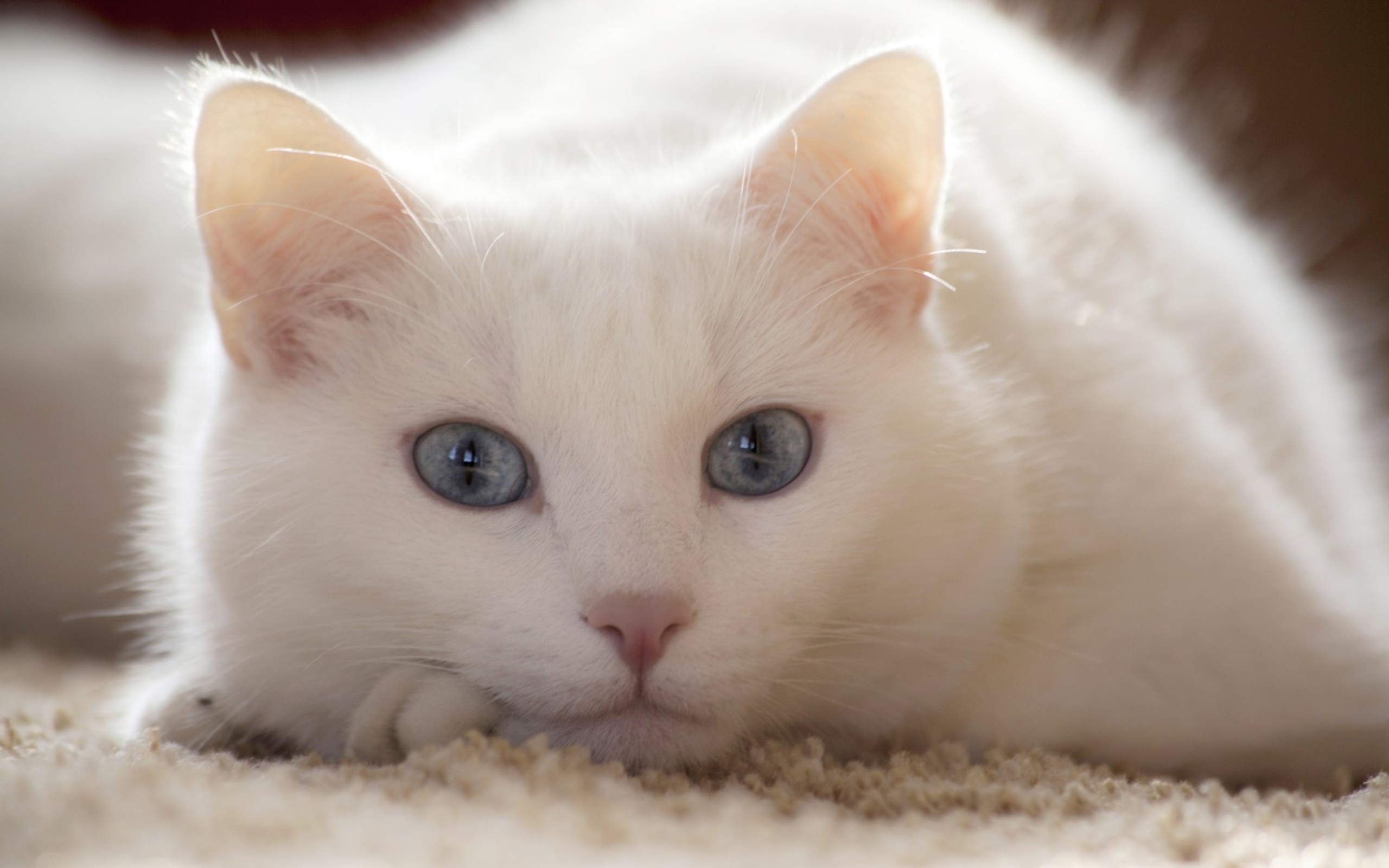 Обои белый кот голубые на рабочий стол