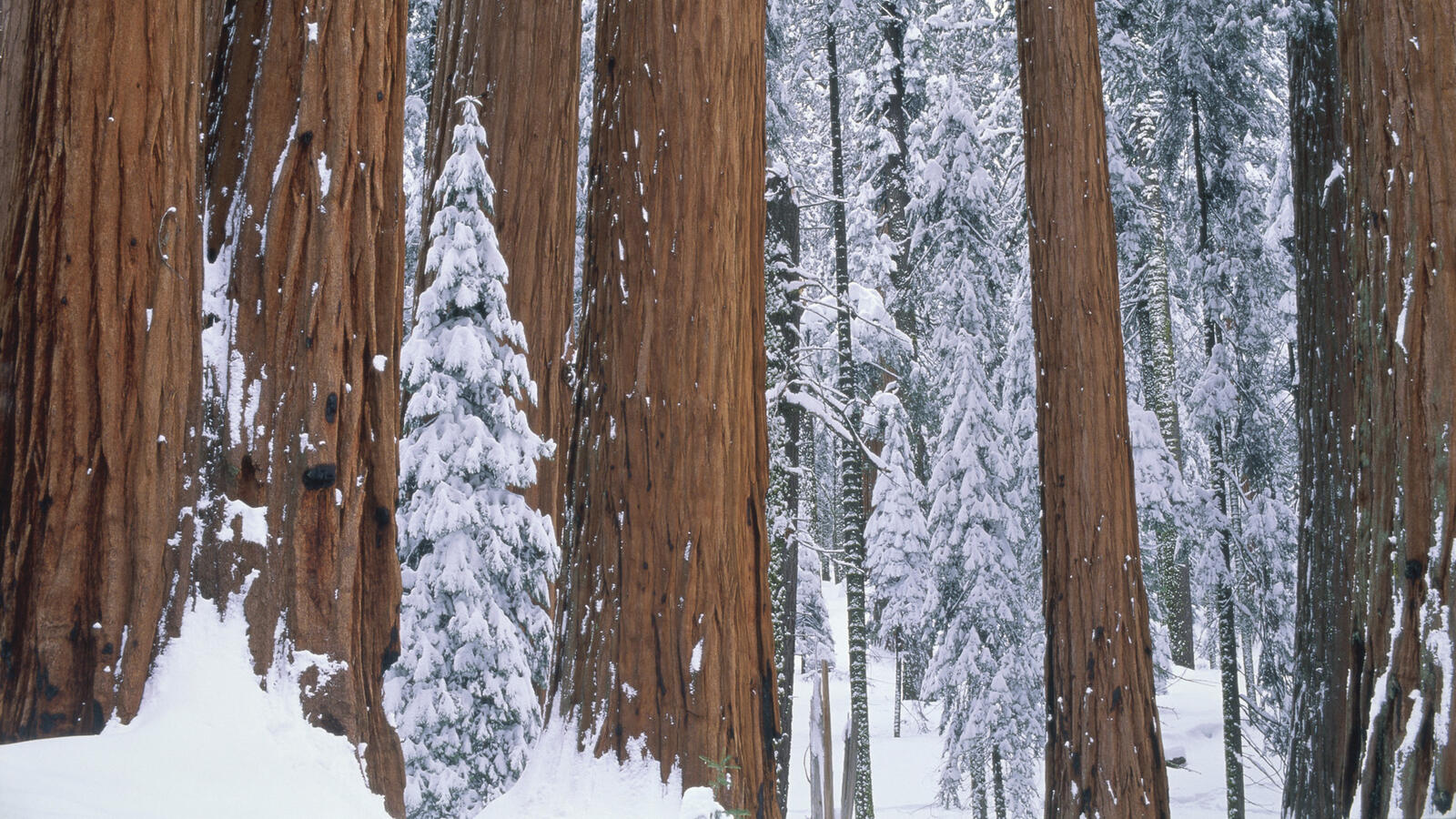 Обои елки зима лес на рабочий стол