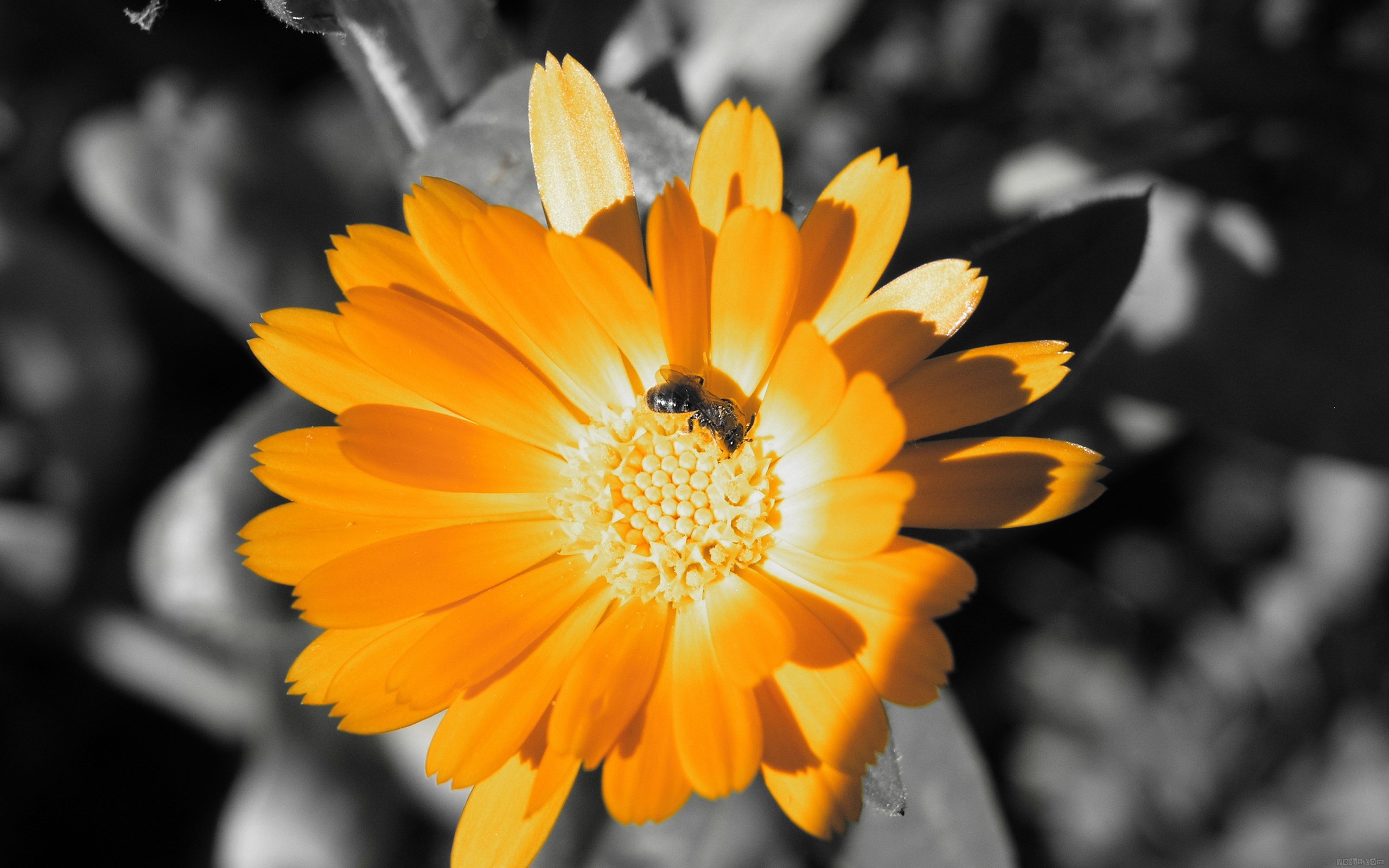 Обои пчела собирает нектар крылья на рабочий стол