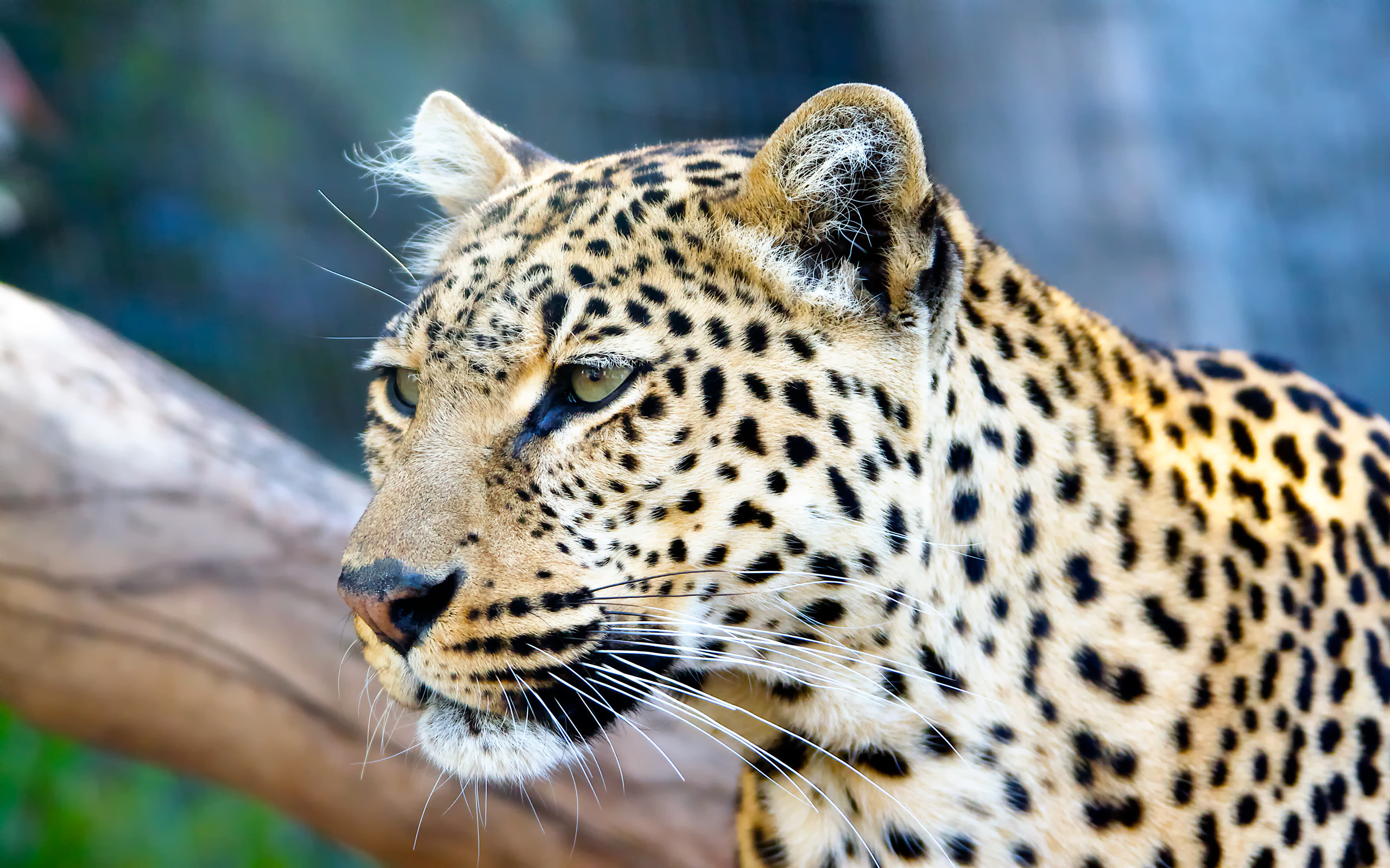 Фото бесплатно пятнистый леопард, коряга, взгляд