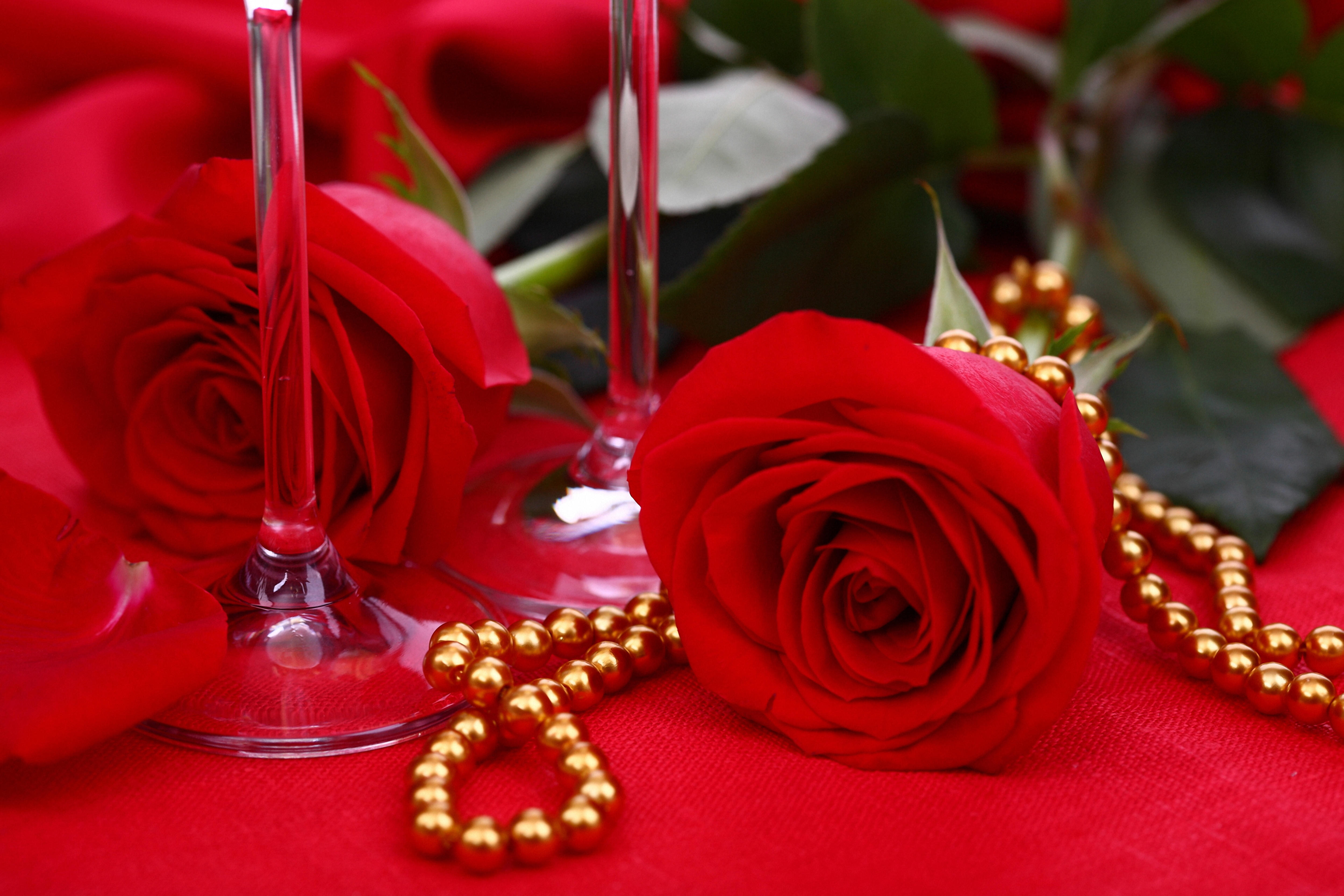 桌面上的壁纸鲜花 花 红玫瑰