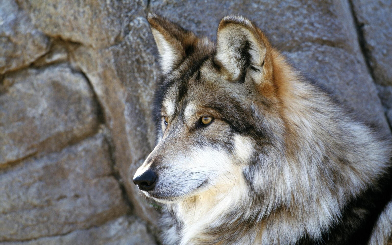 Обои волк взгляд каменная стена на рабочий стол