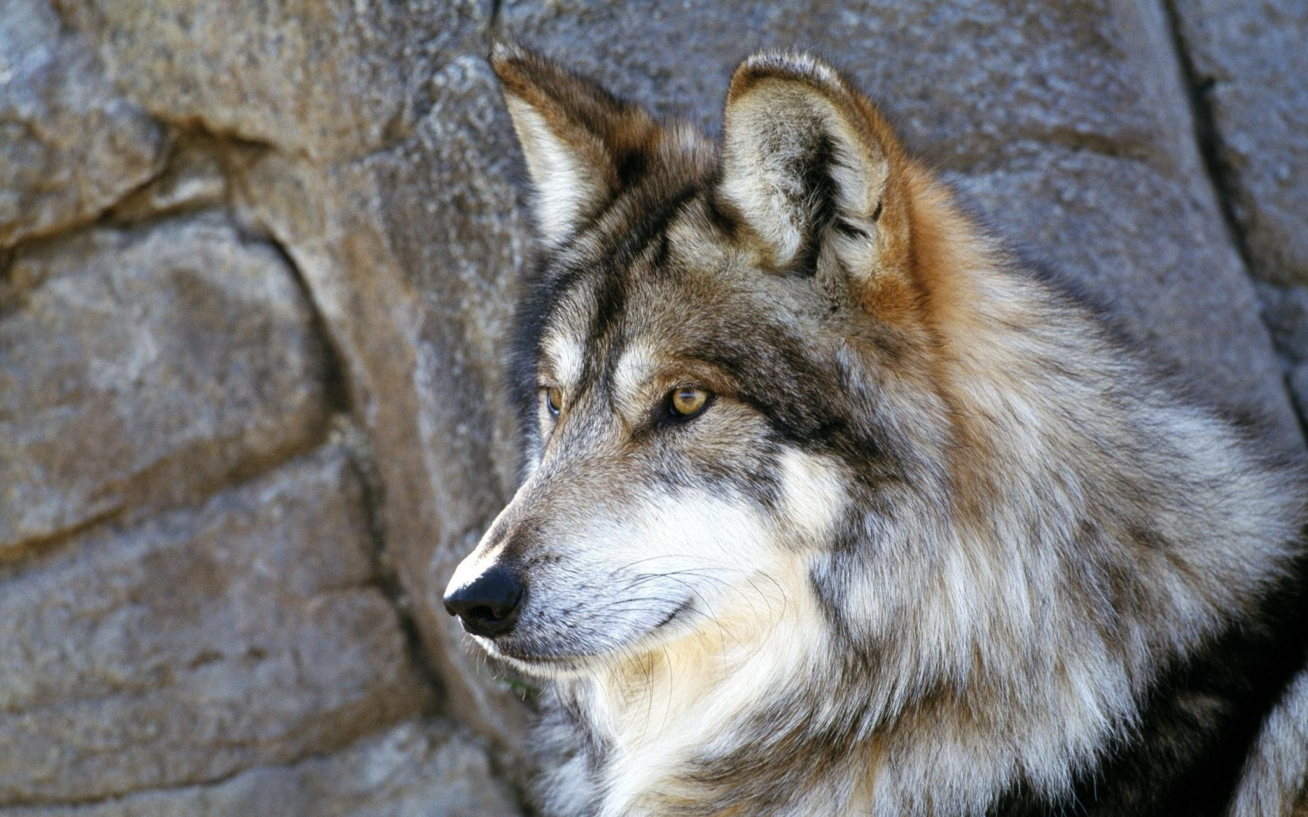 Волк евразии. Большие картинки про Волков. Картинки волки даль. Ultra Wolf. Фото 5 волка на Камне.