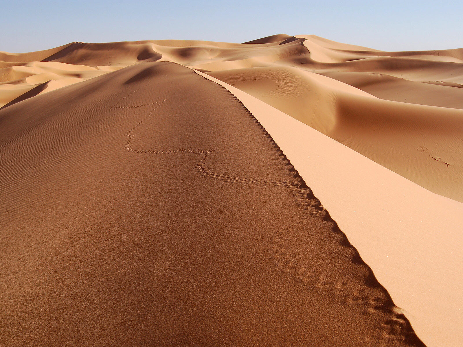 Бесплатное фото Следы животного на песчаных дюнах