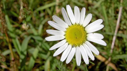 A lone daisy in the green grass